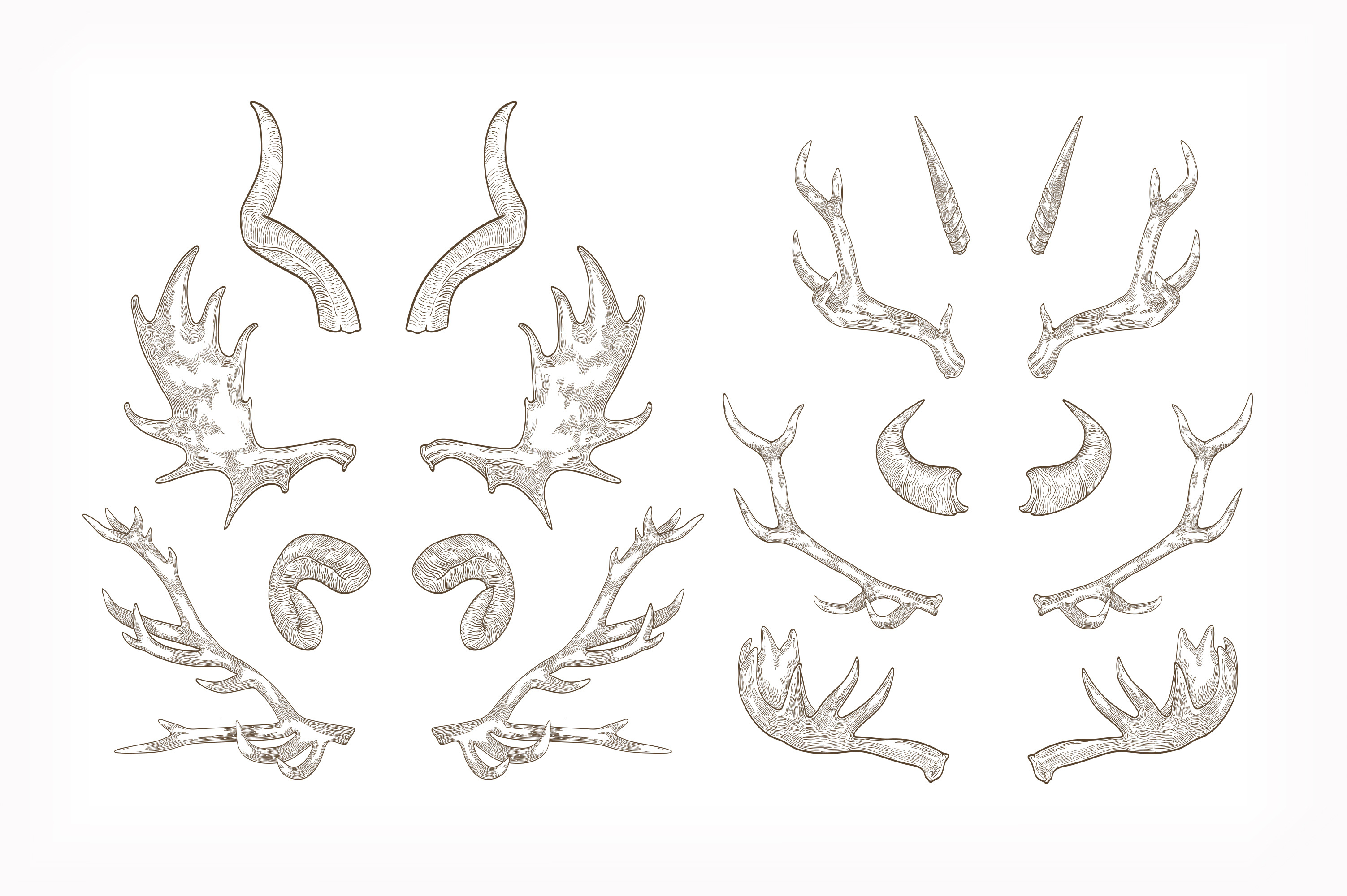 Horns set | Animal Illustrations ~ Creative Market