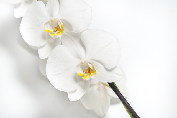 White Orchid Flower For Design On Wh Featuring Art Background And Beautiful High Quality Industrial Stock Photos Creative Market