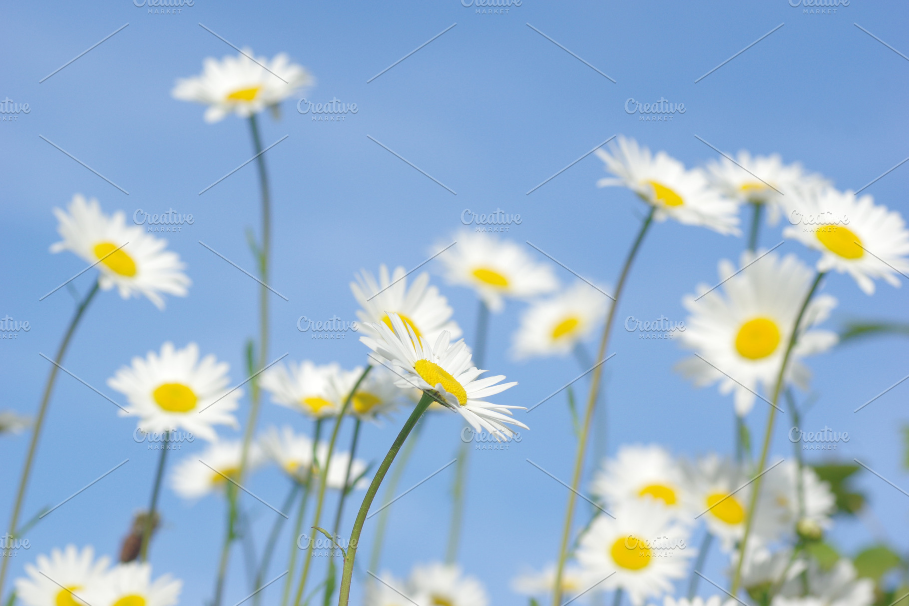 Oxeye Daisy Blue Background High Quality Nature Stock Photos Creative Market