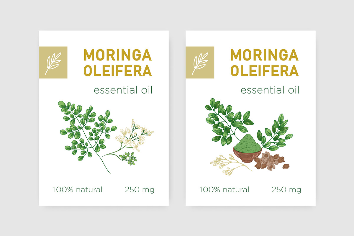 Moringa, Miracle Tree bundle | Pre-Designed Photoshop Graphics ...