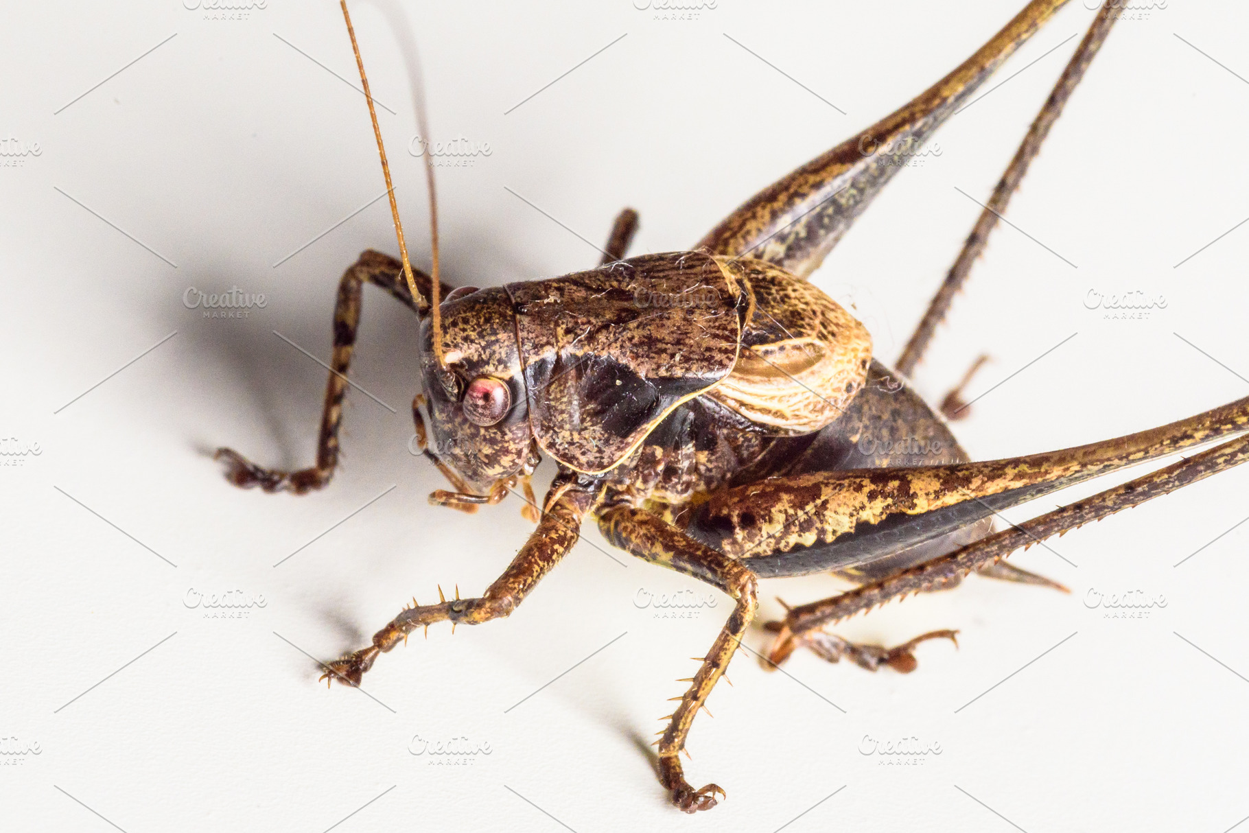 Large Brown Grasshopper Locust Close High Quality Animal Stock Photos