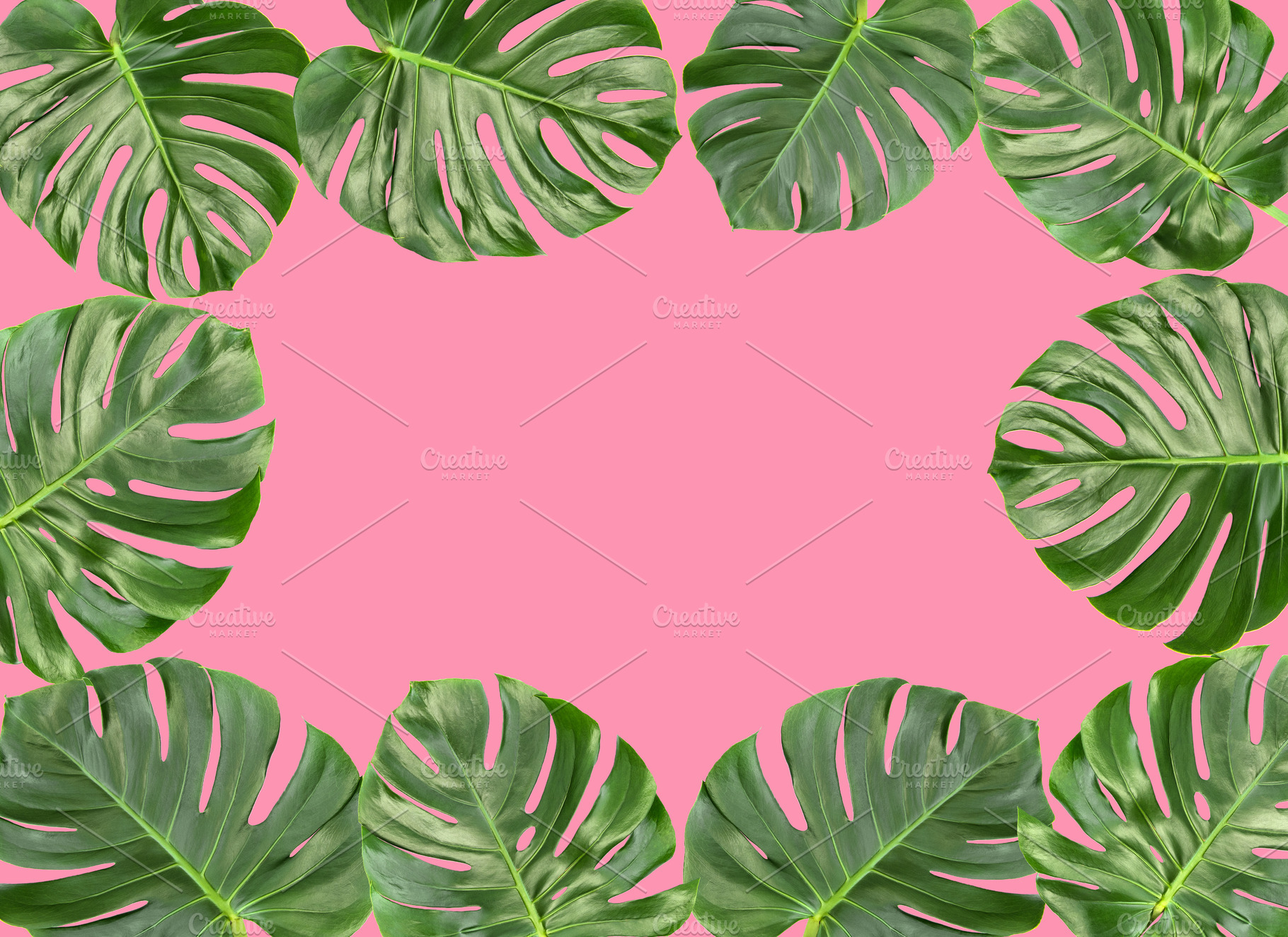 Monstera leaves pink background | Nature Stock Photos ~ Creative Market