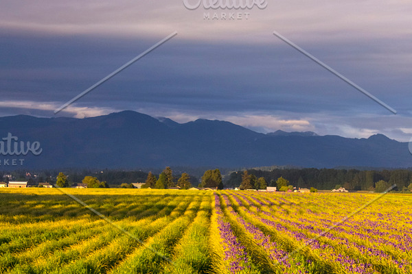 Mustard Field At Sunset High Quality Stock Photos Creative Market