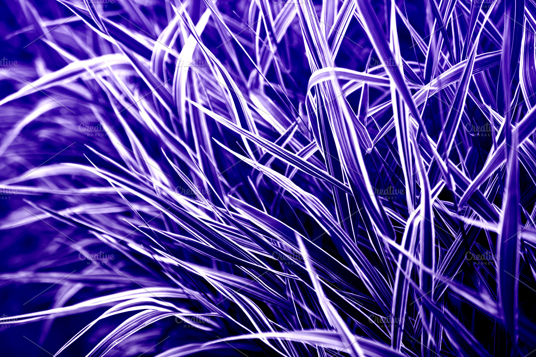 Purple colored grass plants natural | High-Quality Nature Stock Photos