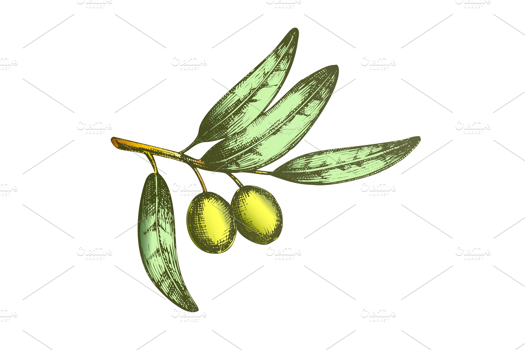 color-symbol-of-peace-olive-branch-decorative-illustrations