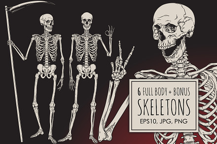 Human Anatomy Skeleton | Photoshop Graphics ~ Creative Market