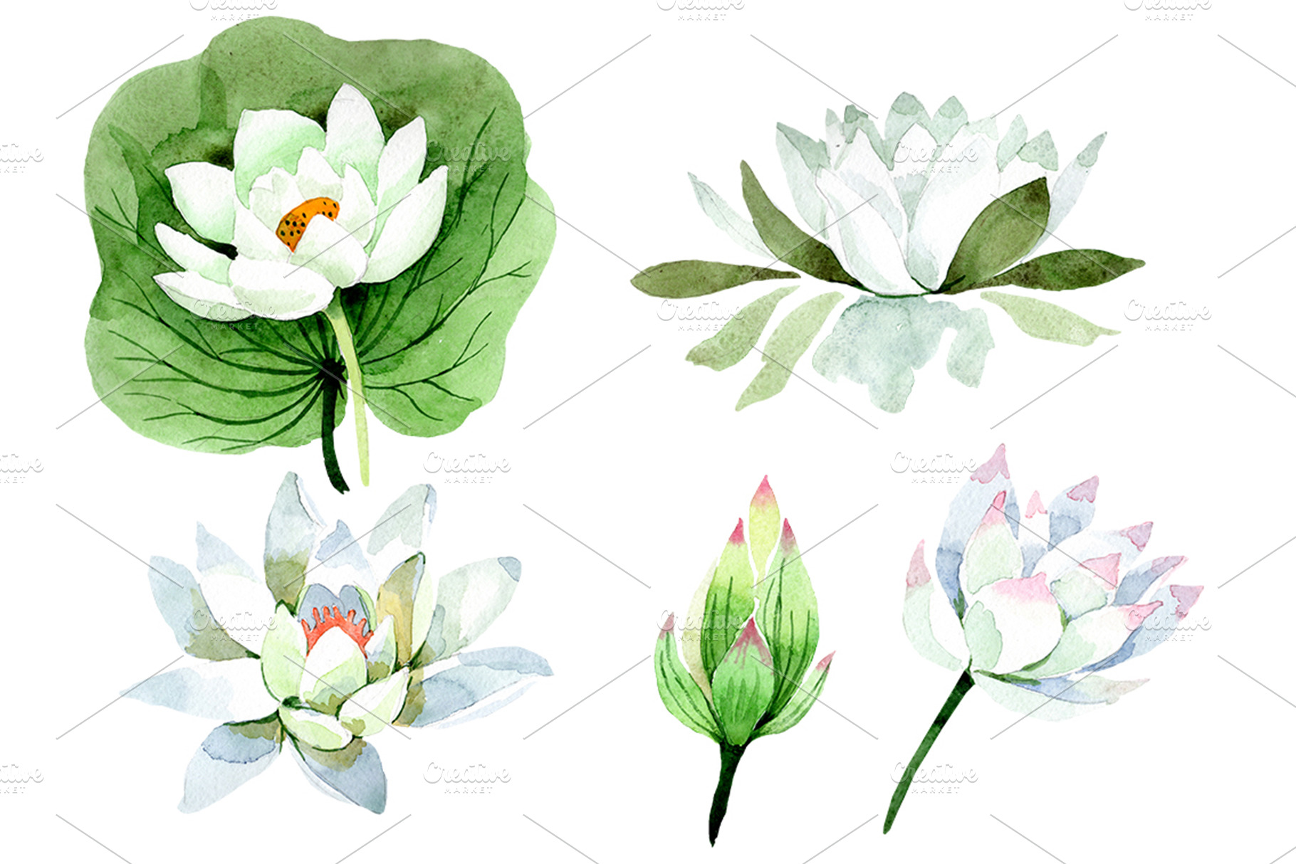 Flower White lotus Watercolor png | Photoshop Graphics ~ Creative Market