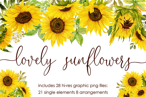 Download Search Sunflower Watercolor Creative Market