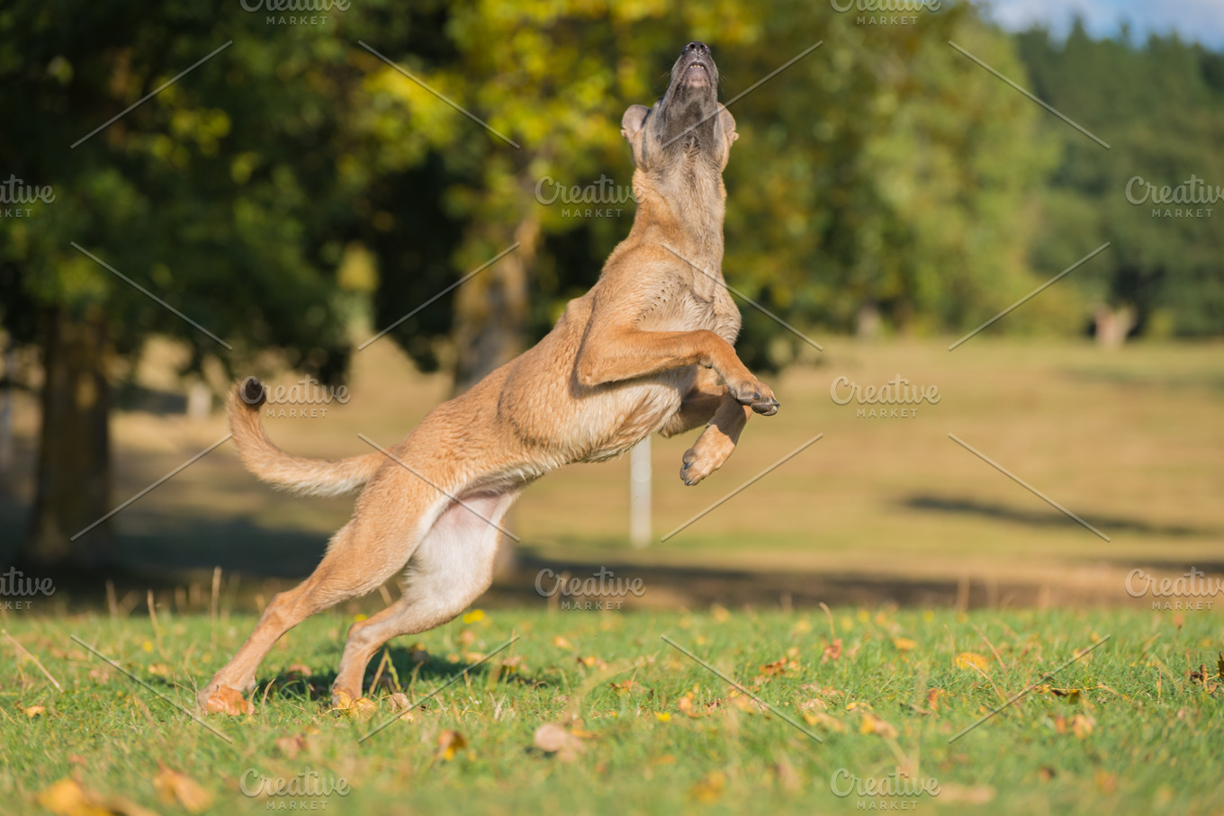 Belgian Malinois Dog Jumping High Quality Animal Stock Photos Creative Market