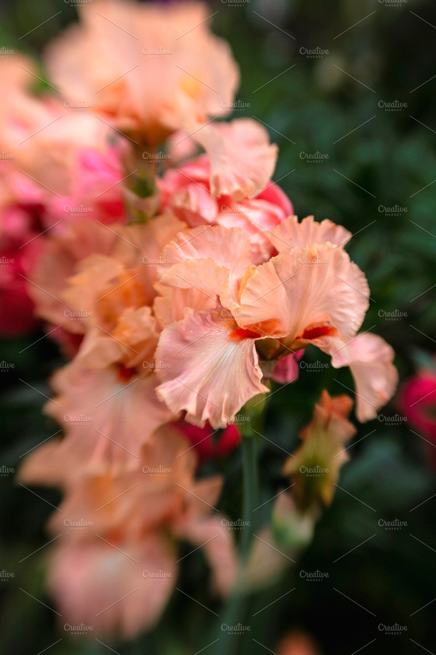 Peach Colored Irises | High-Quality Nature Stock Photos ~ Creative Market