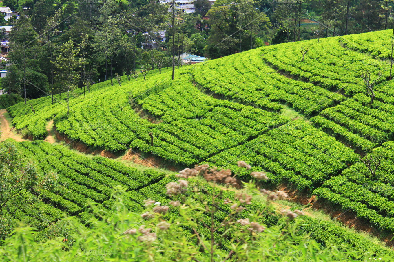 Tea plantationsri lanka containing tea, plantation, and nuwara eliya ...