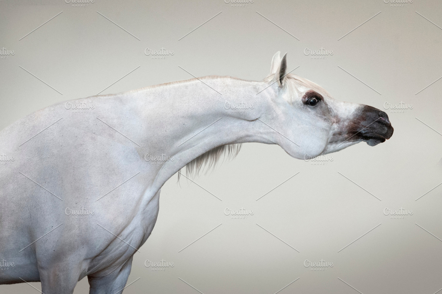 Download White Arabian Horse On Yellow Wall Featuring White Yellow And Arabian High Quality Animal Stock Photos Creative Market