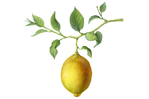  Lemon Pencil Drawing Pre-Designed Photoshop Graphics Creative Market