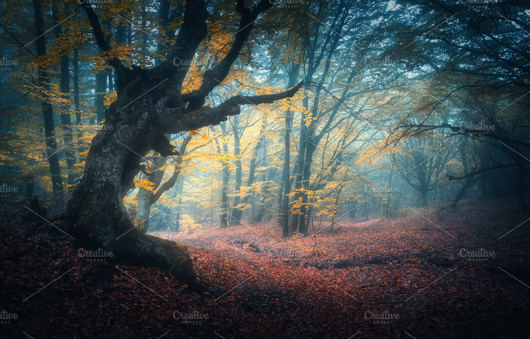 Beautiful Mystical Forest In Fog High Quality Nature Stock Photos