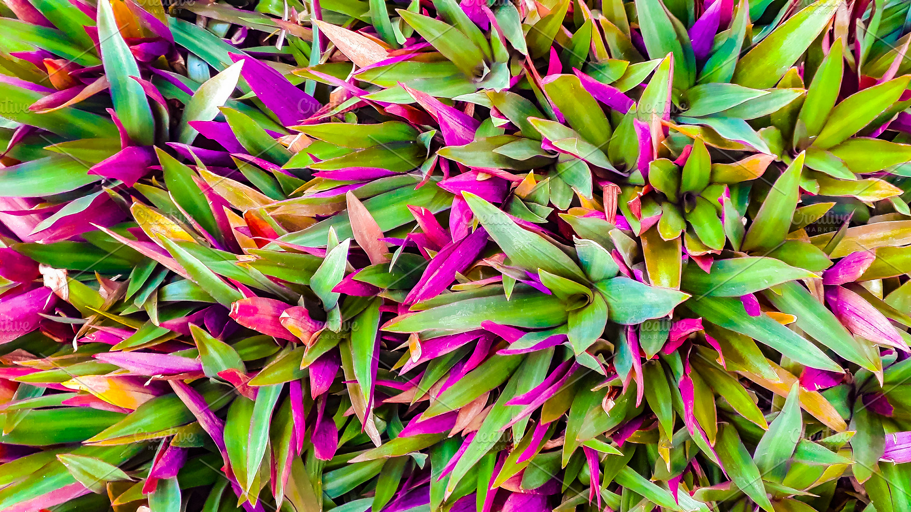 Tropical plants background featuring background, green, and plant