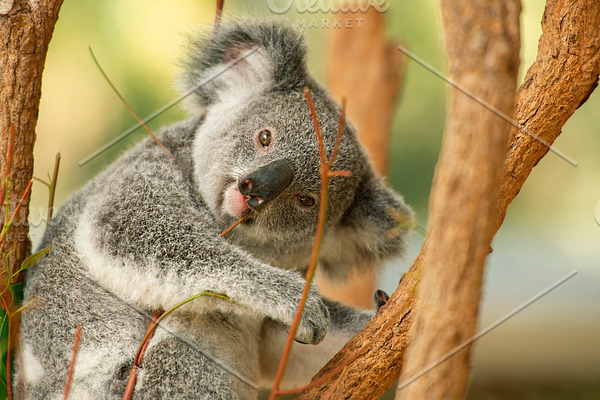 Cute Australian Koala Joey Containing Koala Koala Joey And Koala Baby High Quality Animal Stock Photos Creative Market