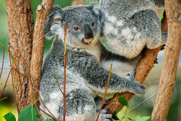 Cute Australian Koala Joey Containing Koala Koala Joey And Koala Baby High Quality Animal Stock Photos Creative Market