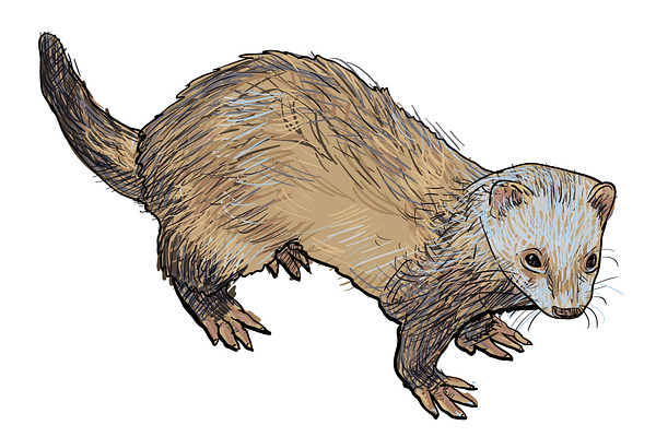  Drawing of ferret Pre-Designed Illustrator Graphics 