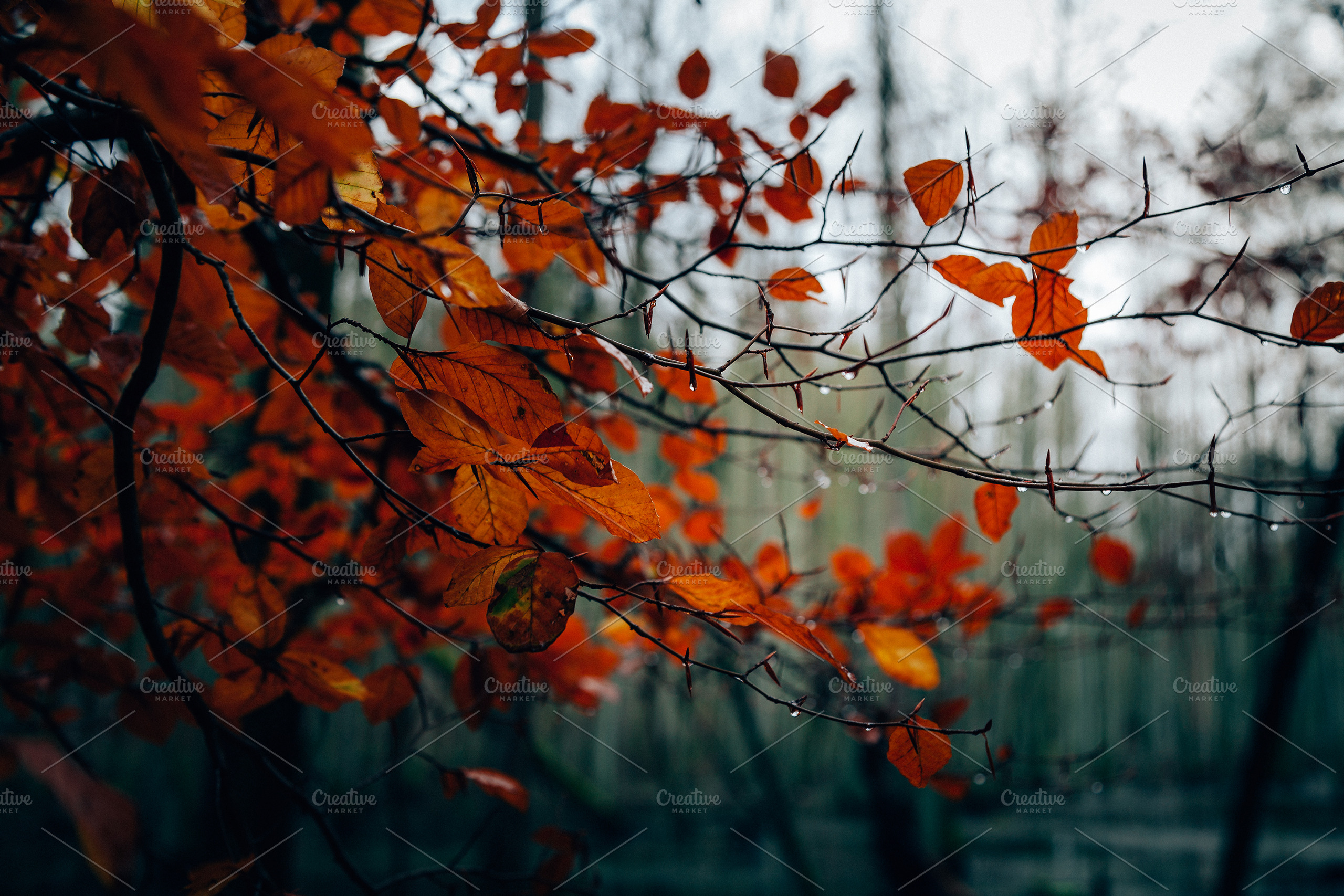 100+ New Hi-Res Autumn Photos | Background Stock Photos ~ Creative Market