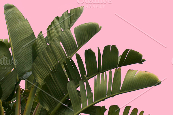 Featured image of post Tropical Palm Tree Wallpaper Pink : See high quality wallpapers follow the tag #wallpaper murals tropical.