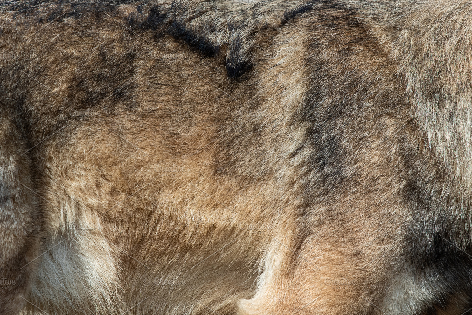 Wolf fur background texture image ba featuring animal, wolf, and fur