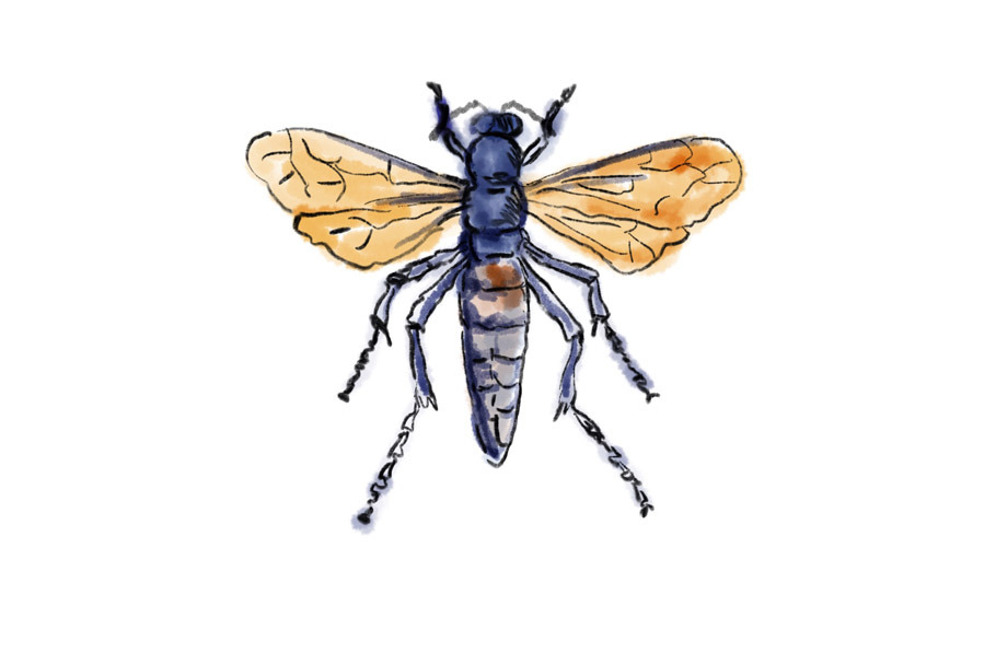 Animation Spider Wasp Drawing Custom Designed Graphics Creative Market