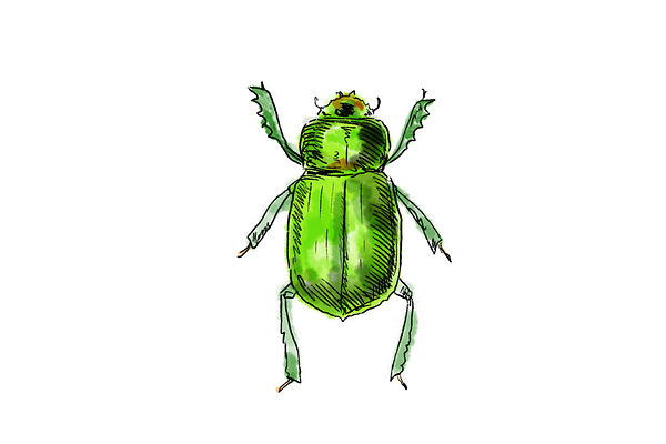 Animation Green Beetle Drawing Custom Designed Graphics Creative Market