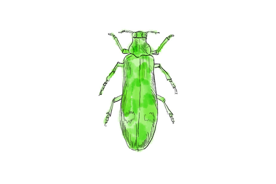 Animation Green Beetle Drawing Custom Designed Graphics Creative Market