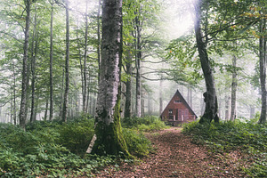 Misty Forest Featuring Nature Forest And Landscape High Quality Nature Stock Photos Creative Market