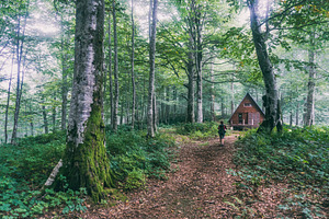 Misty Forest Featuring Nature Forest And Landscape High Quality Nature Stock Photos Creative Market