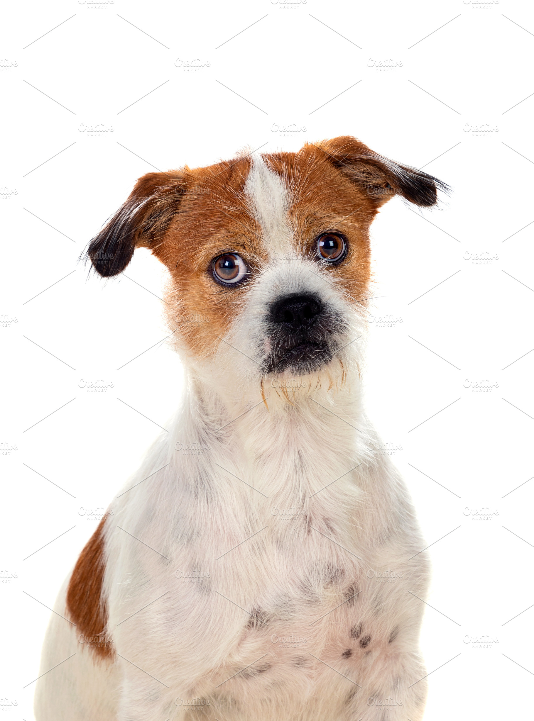 Small Brown And White Dog Containing Puppy Pet And Dog High Quality Animal Stock Photos Creative Market