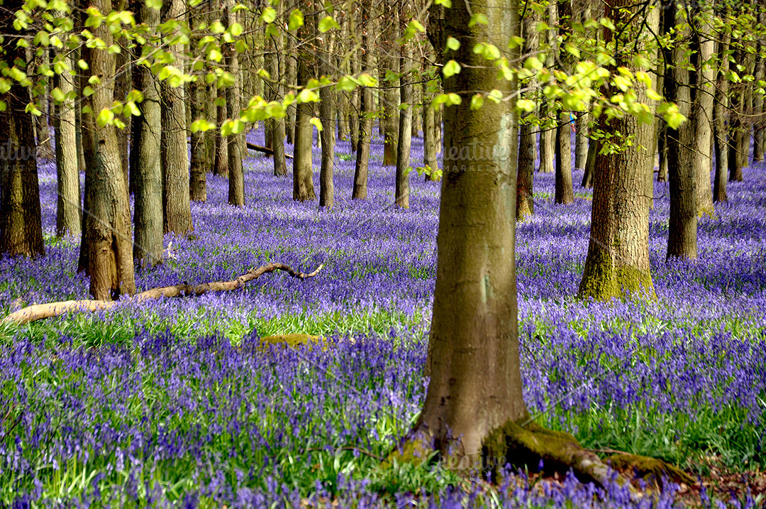 Bluebells Forest High Quality Nature Stock Photos Creative Market