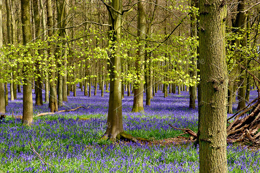 Bluebells Forest High Quality Nature Stock Photos Creative Market