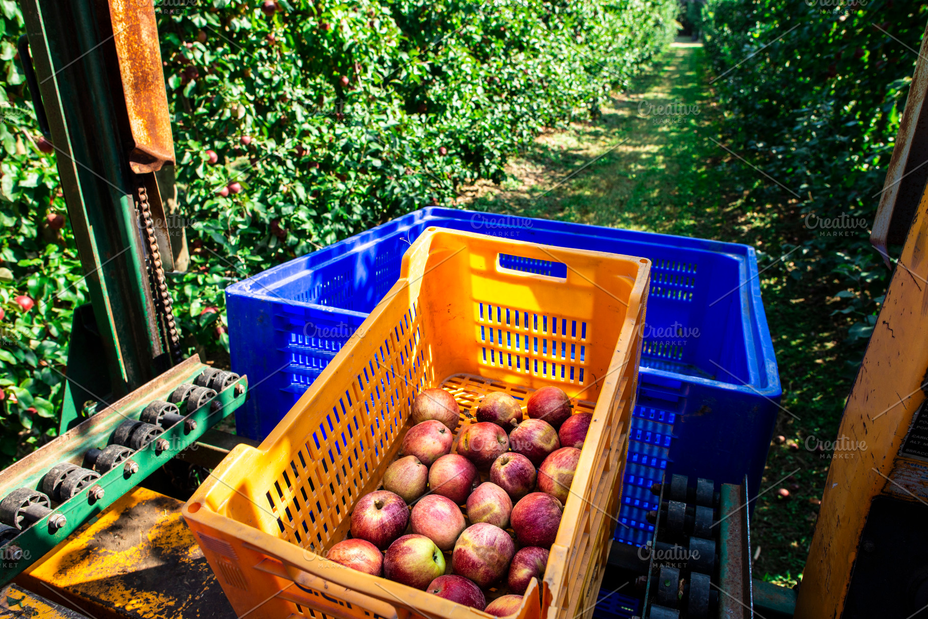 Harvest Apples In Big Industrial App Containing Picking Harvesting