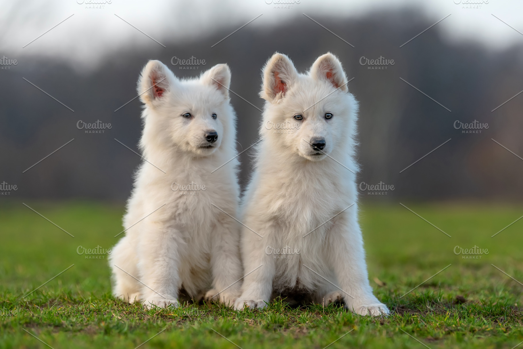 Puppy cute white swiss shepherd dog containing dog, white, and swiss ...