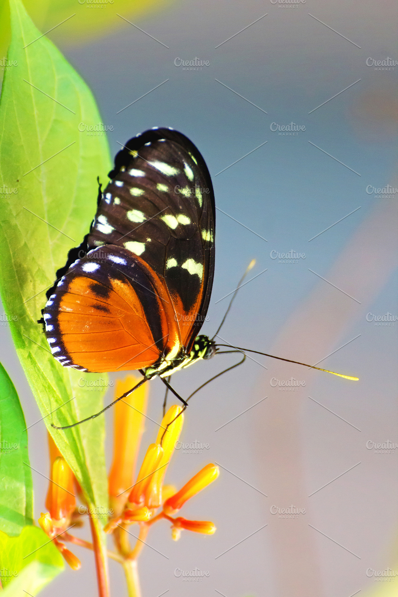 Hecale Longwing Butterfly | Animal Stock Photos ~ Creative Market