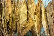 Brightleaf Virginia Flue Cured Tobacco Leaf - Smooth Whole Leaf