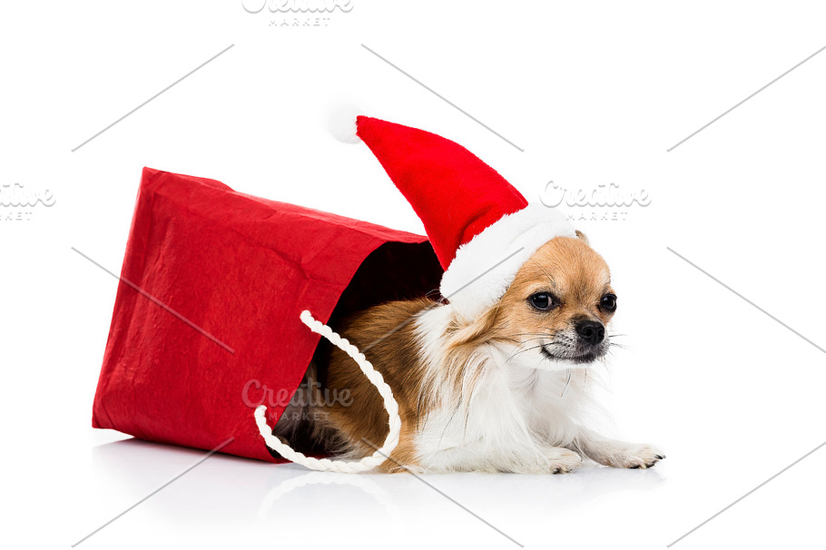 Dog on white background stock photo containing dog and chihuahua | High