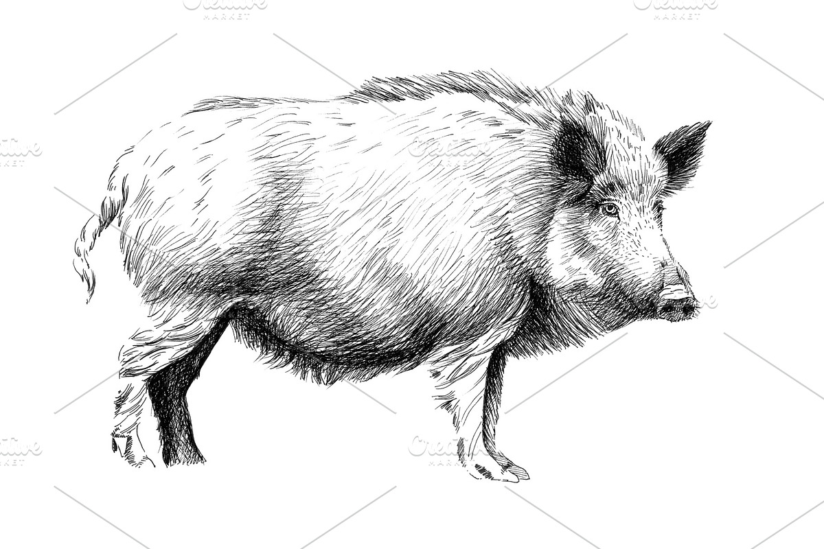 Hand drawn wild boar, sketch graphic | Custom-Designed Illustrations ...