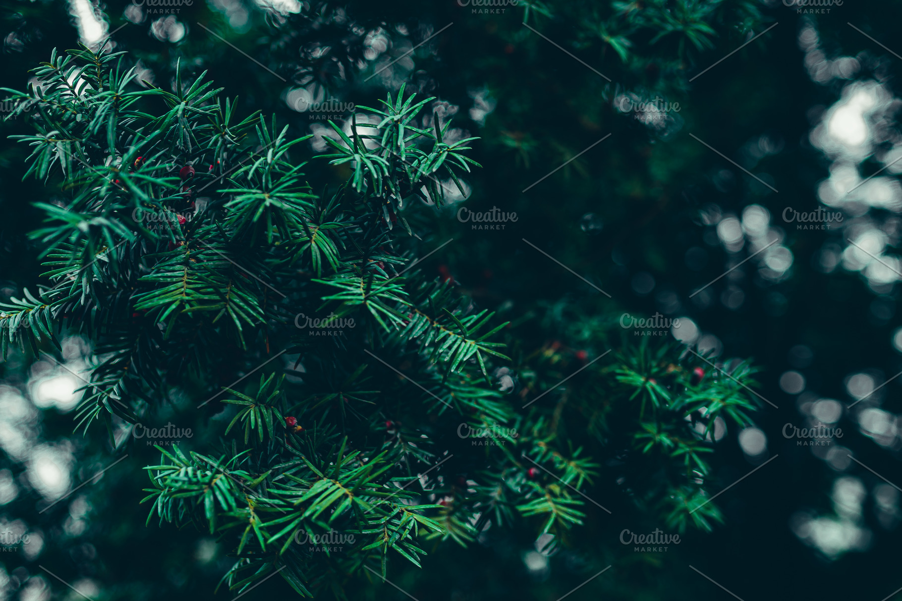 Download Christmas Green Tree Background High Quality Nature Stock Photos Creative Market PSD Mockup Templates