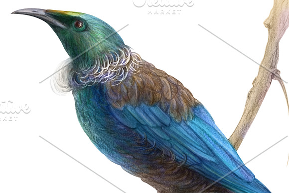 tui bird clipart template