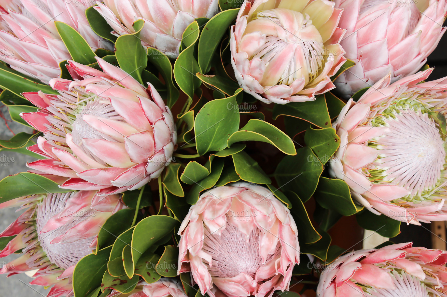 Blooming protea background containing africa, african, and background ...