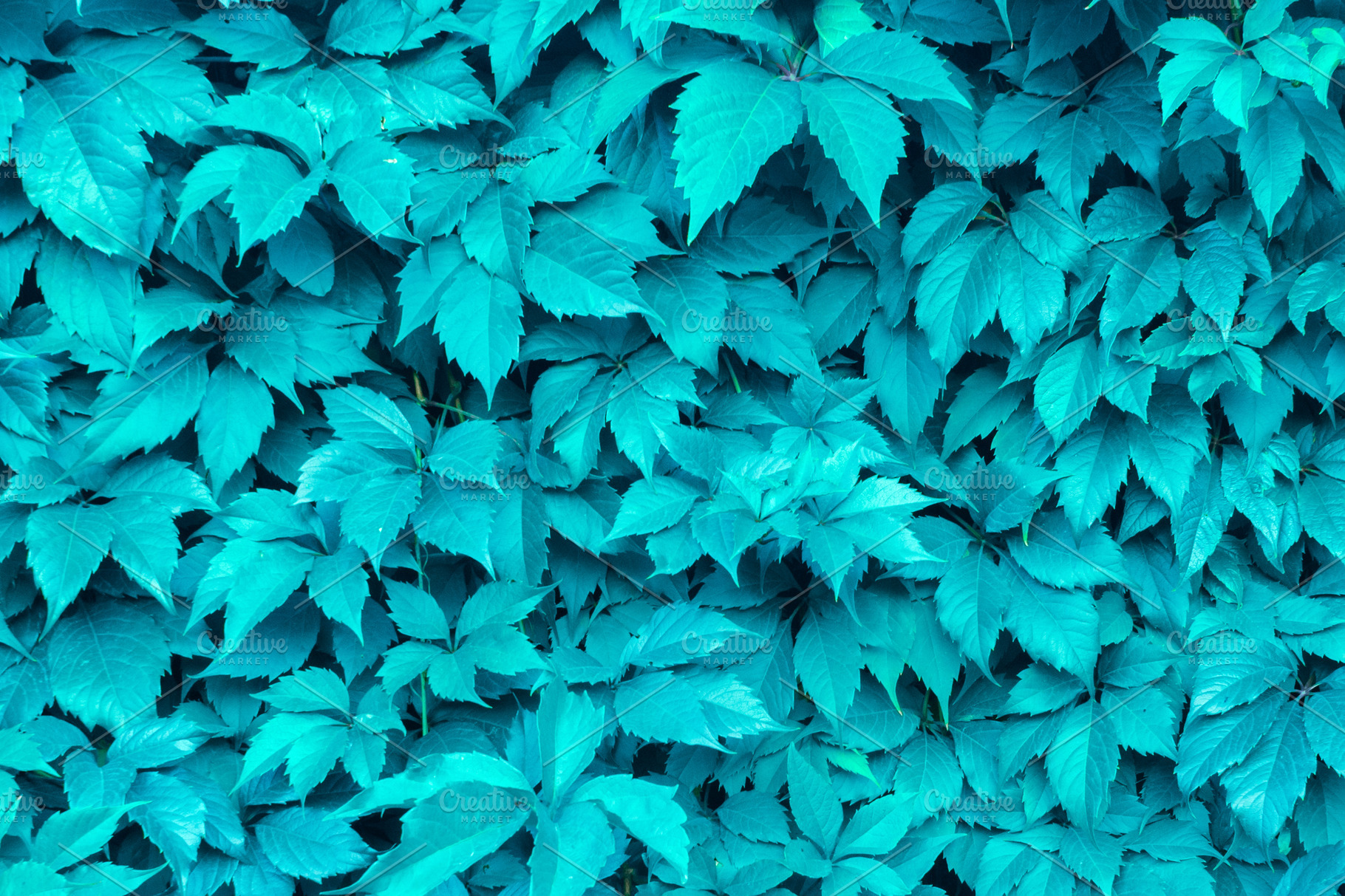 Plants leaf texture background Color | Nature Stock Photos ~ Creative ...