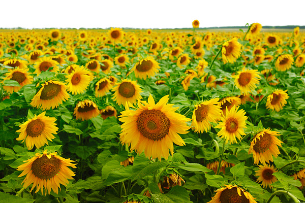 Sunflower Field Background Images