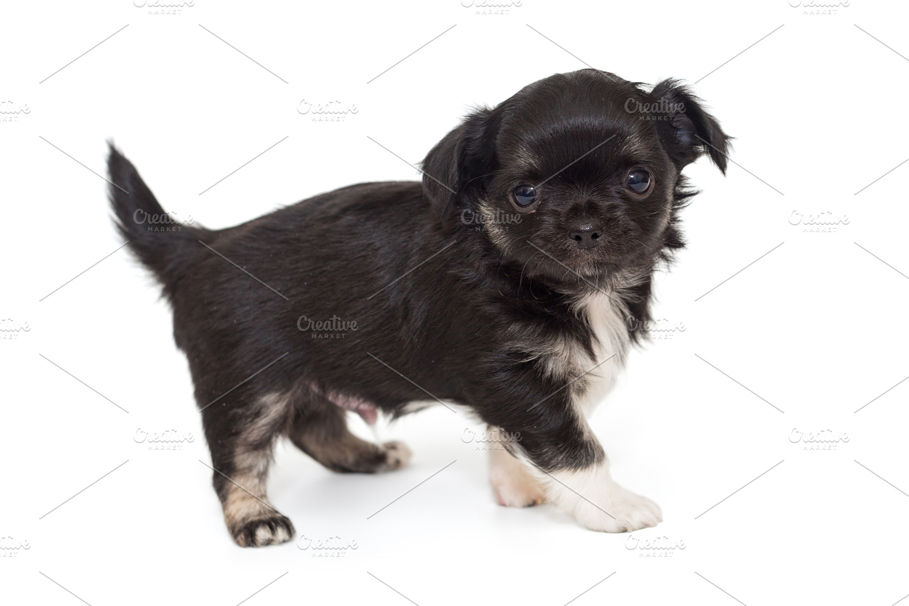 Small Black Chihuahua Puppy High Quality Stock Photos Creative Market