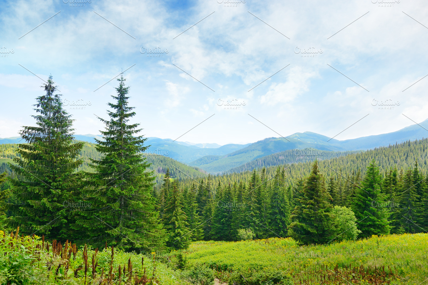 Background of pine branches.  Nature Stock Photos ~ Creative Market