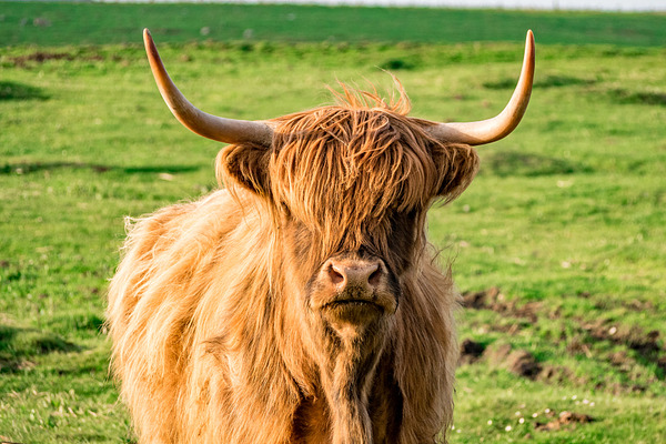 Scottish Cattles in Scottish Highlan | High-Quality Animal Stock Photos ...