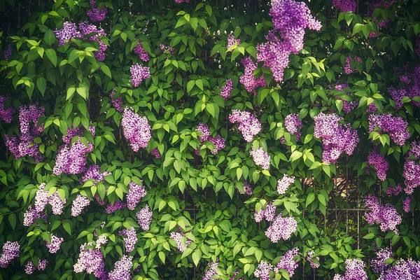 Lilac bush