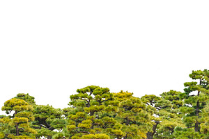 Isolated forest tree background featuring isolated, leaf, and tree