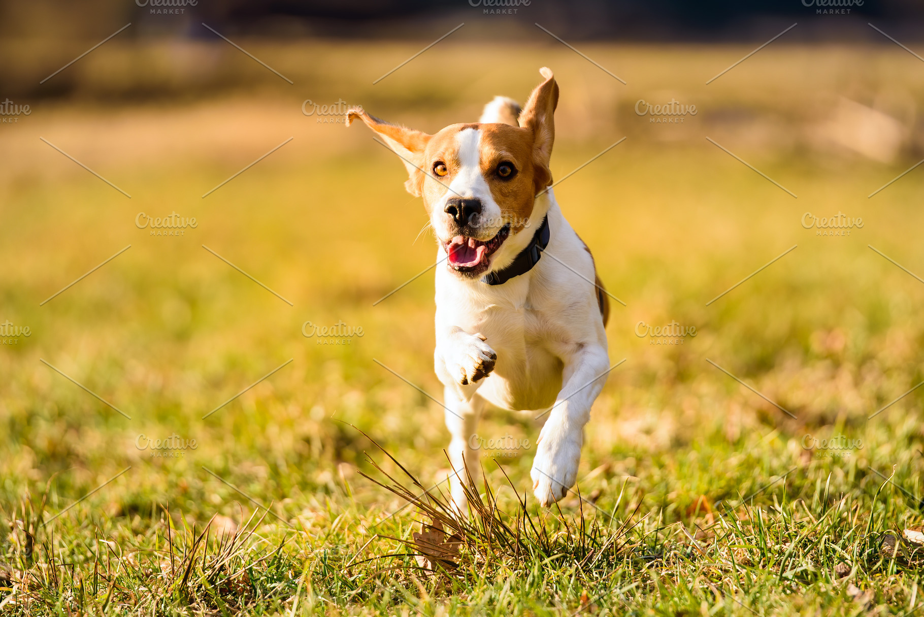 are beagles fast